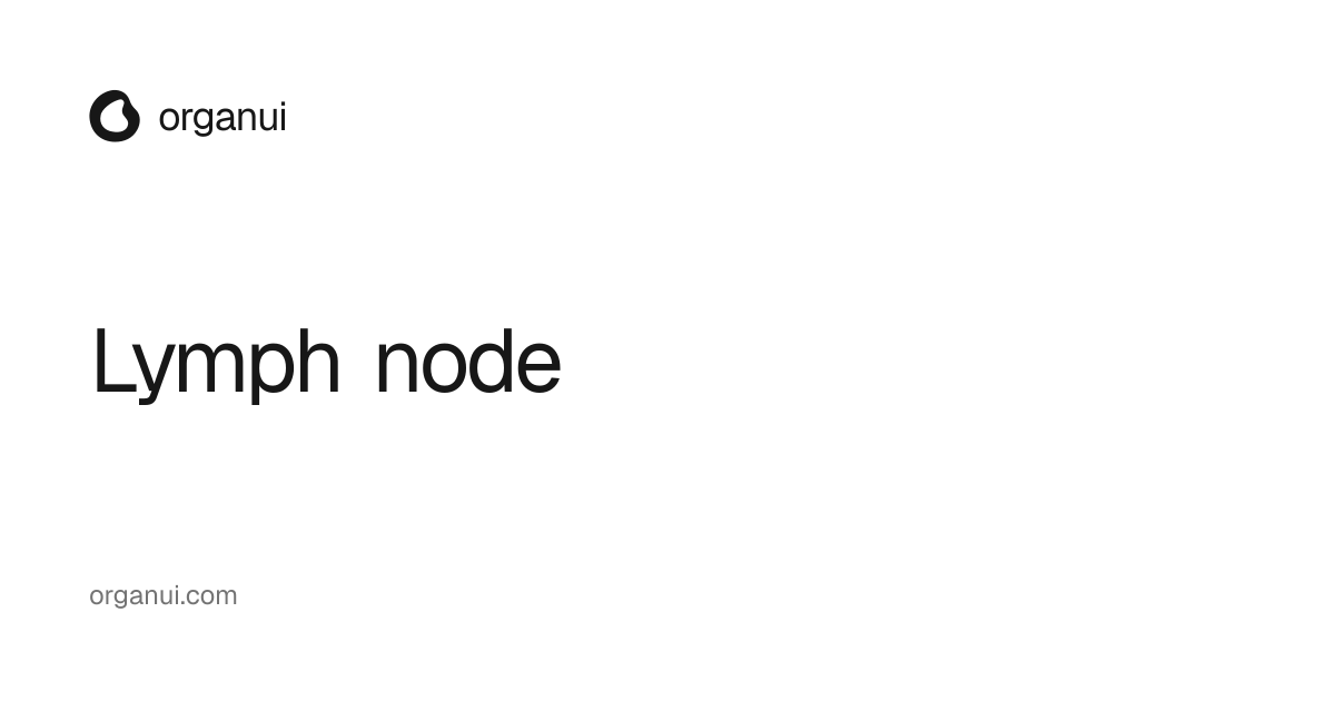 Lymph node — OrganUI