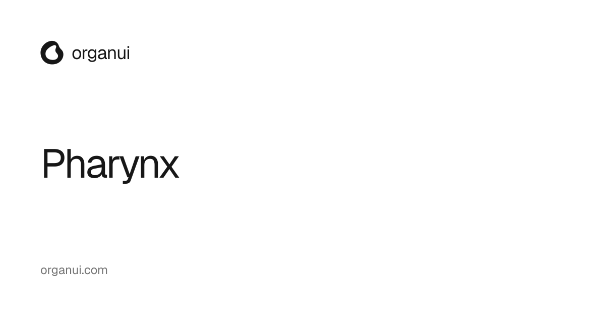 Pharynx — OrganUI