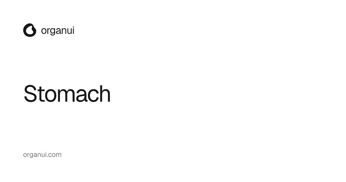 Stomach — OrganUI