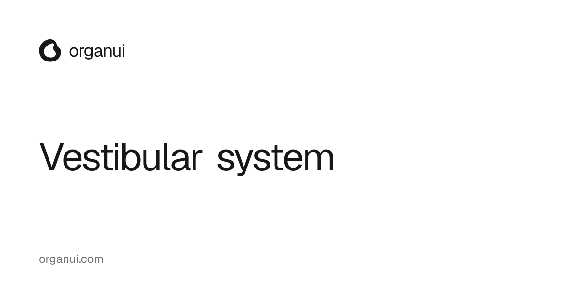 Vestibular system — OrganUI